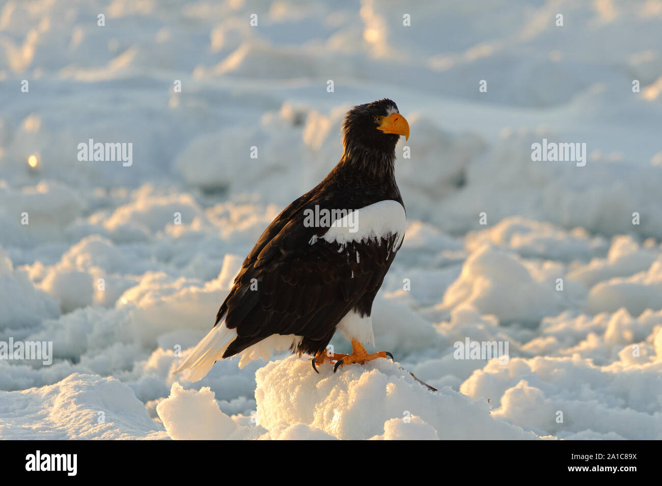 Steller’s Sea Eagle in Rausu Stock Photo