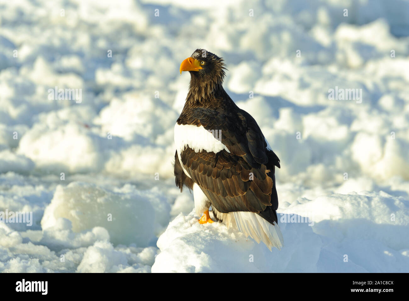 Steller’s Sea Eagle in Rausu Stock Photo