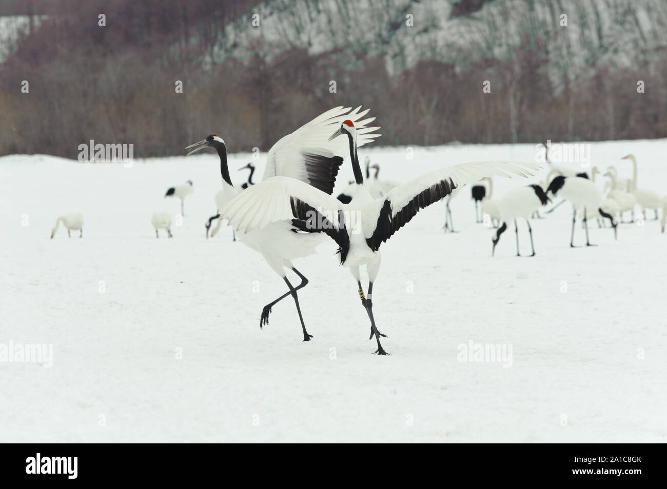 Japanese Cranes in Kushiro National Park Stock Photo Alamy