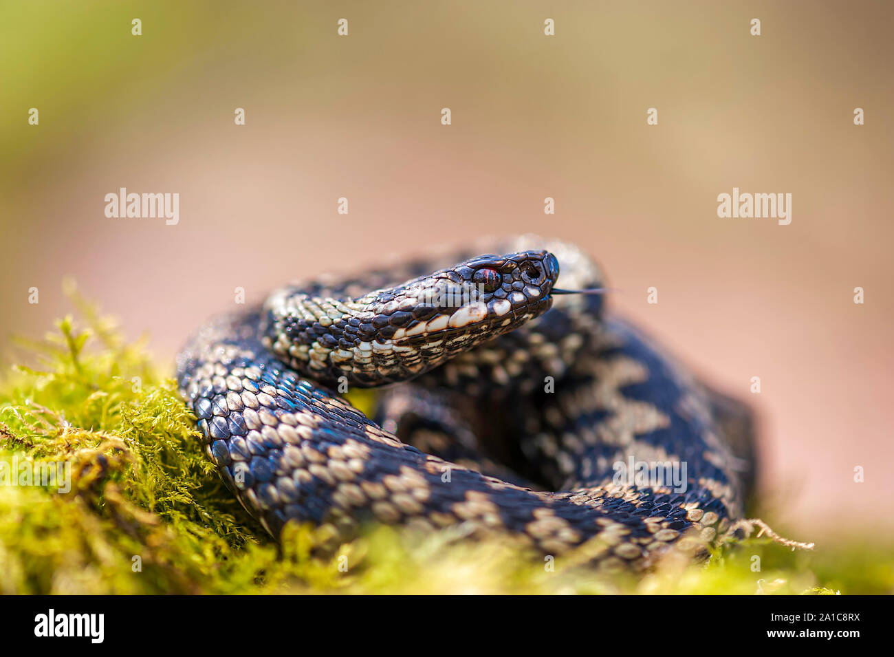 Adder (Vipera berus)  the only British venomous snake  at rest on a Norfolk heatland Stock Photo