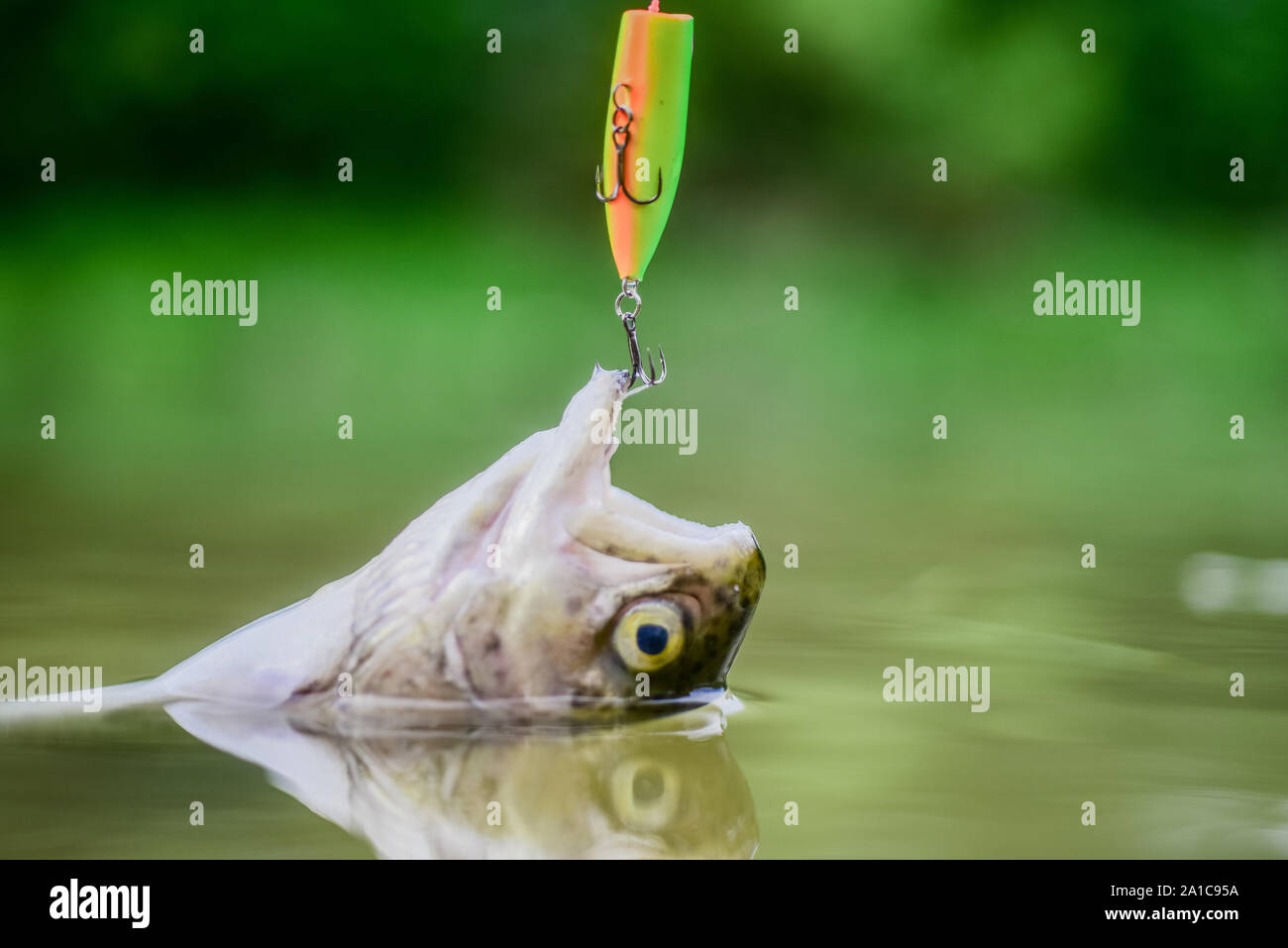 Fish in trap close up. Victim of poaching. Save nature. On hook