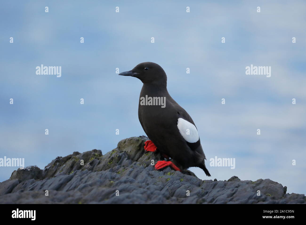 The black guillemot or tystie is a medium-sized seabird of the alcid family, Alcidae, native throughout northern Atlantic coasts and North America. Stock Photo