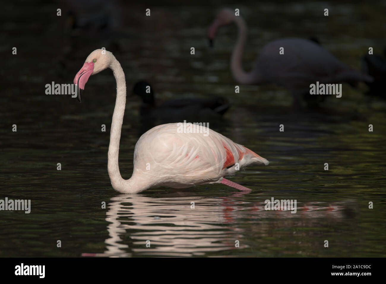 Pink flamingo searching for food in the water Stock Photo