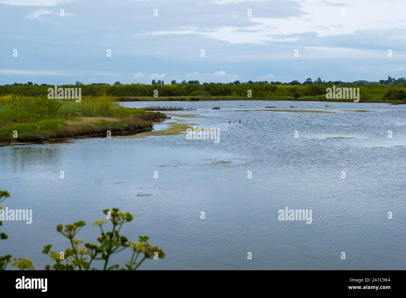 Lilleau des Niges National Nature Reserve of Ile de Re island in France Stock Photo