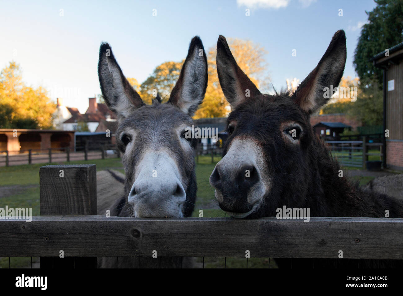 Two donkeys at a donkey sanctuary in Sutton Park, England Stock Photo