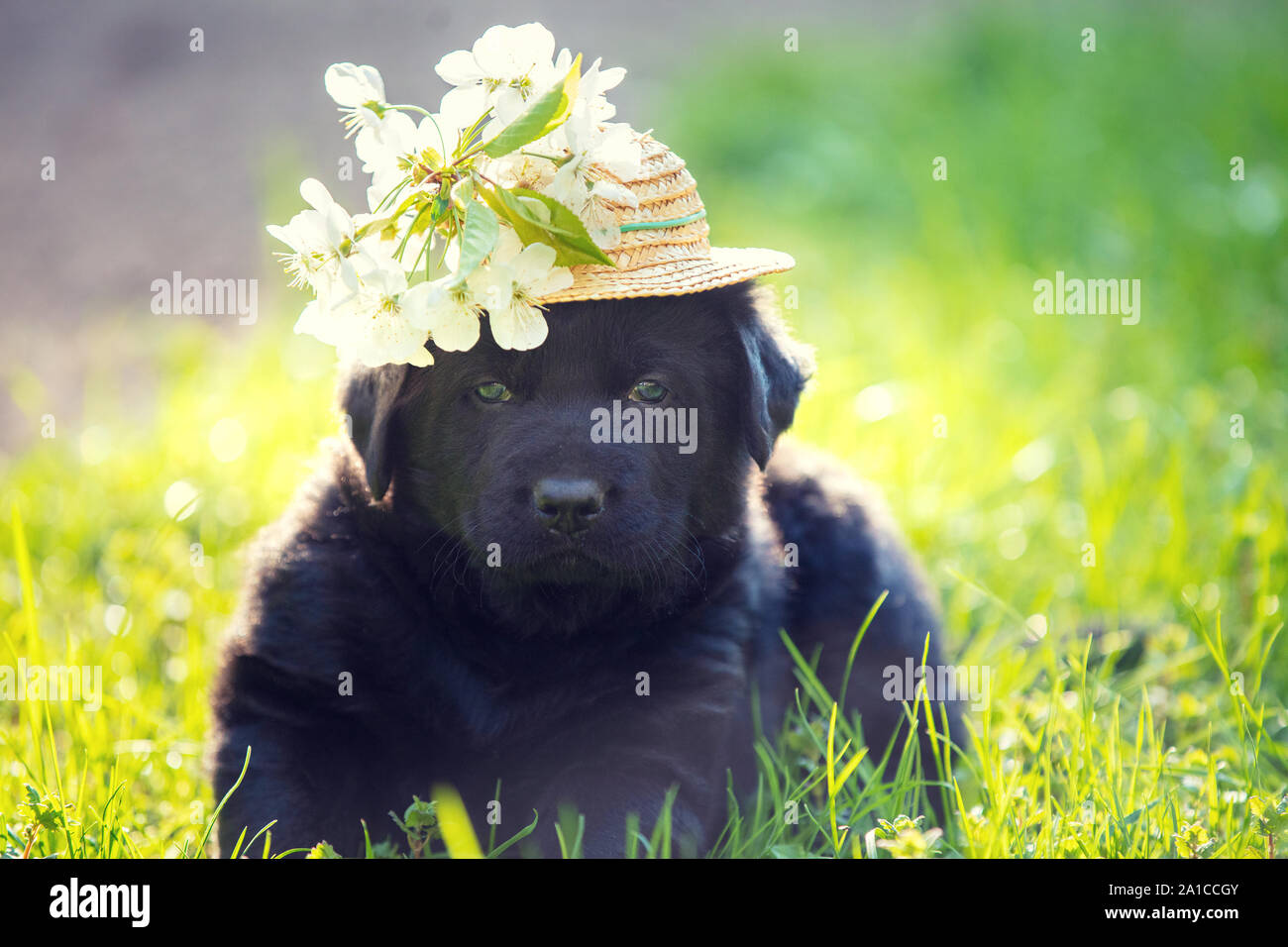Labrador puppy dressed in a straw hat with flowers. Puppy walking on the grass on a summer sunny day Stock Photo