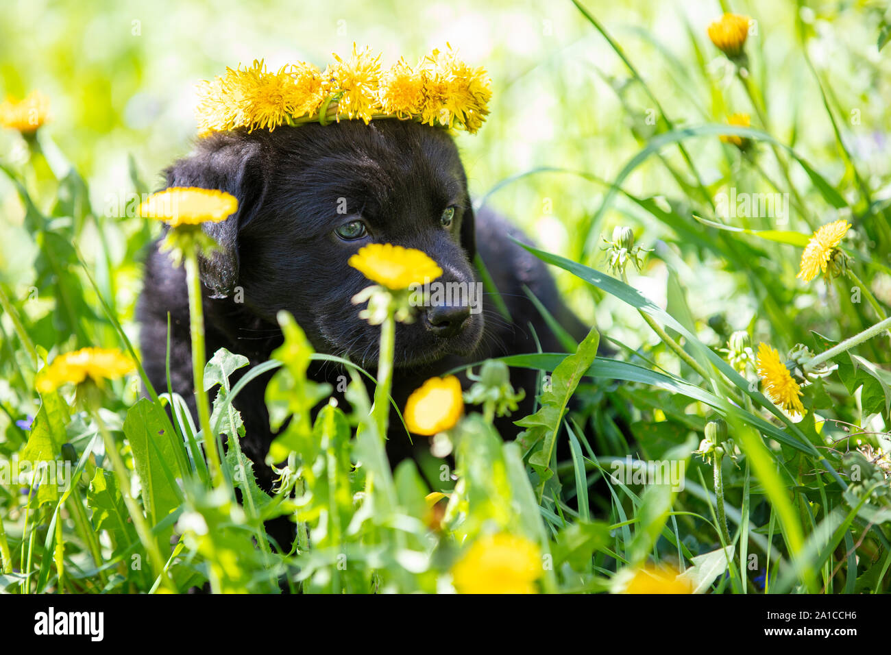 Little black labrador puppy sitting on the grass in the summer. Dog crowned dandelion flower wreath Stock Photo