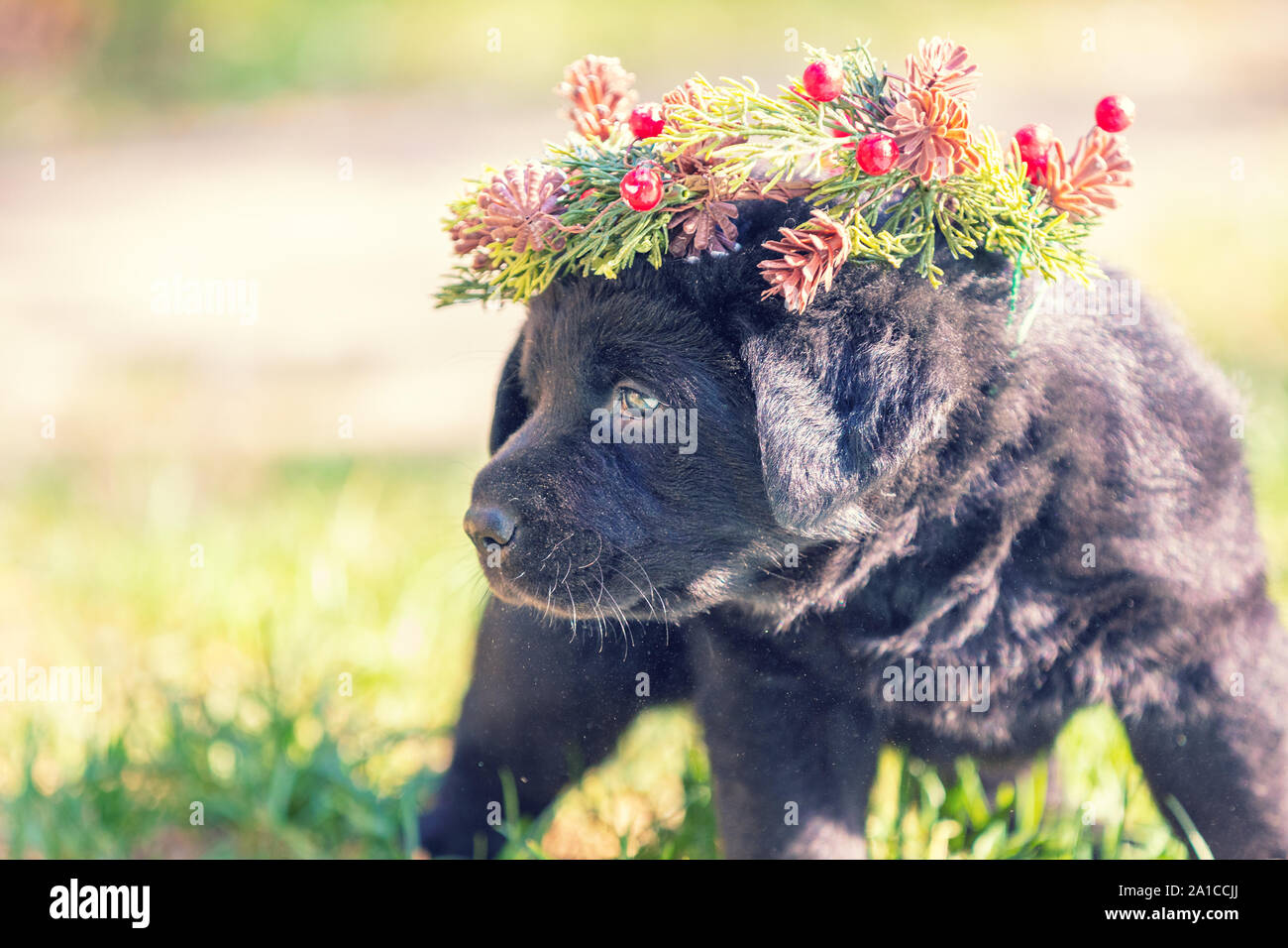 Little black labrador puppy wearing Christmas wreath Stock Photo