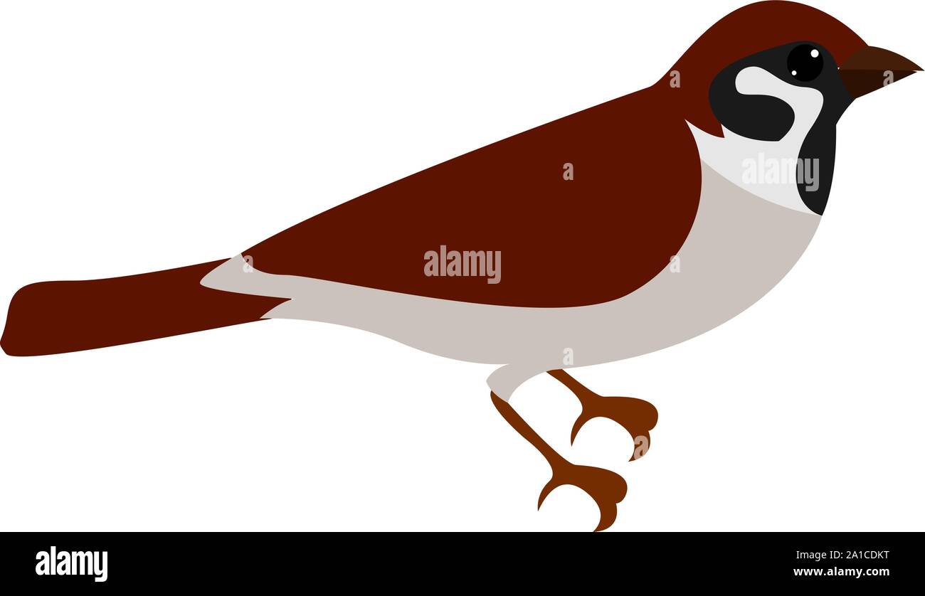Little sparrow, illustration, vector on white background Stock Vector ...