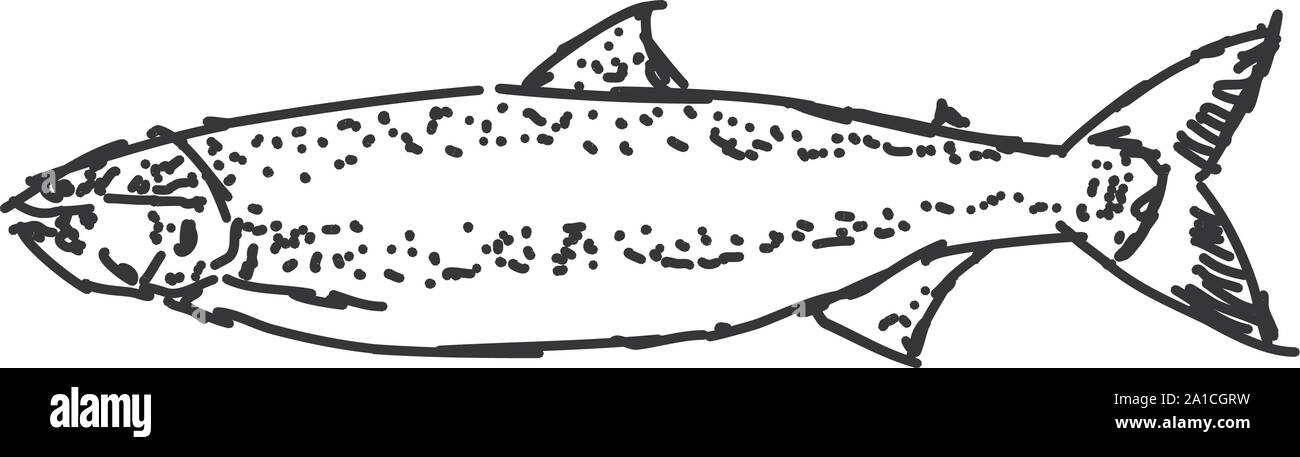 Fish drawing, illustration, vector on white background Stock Vector ...