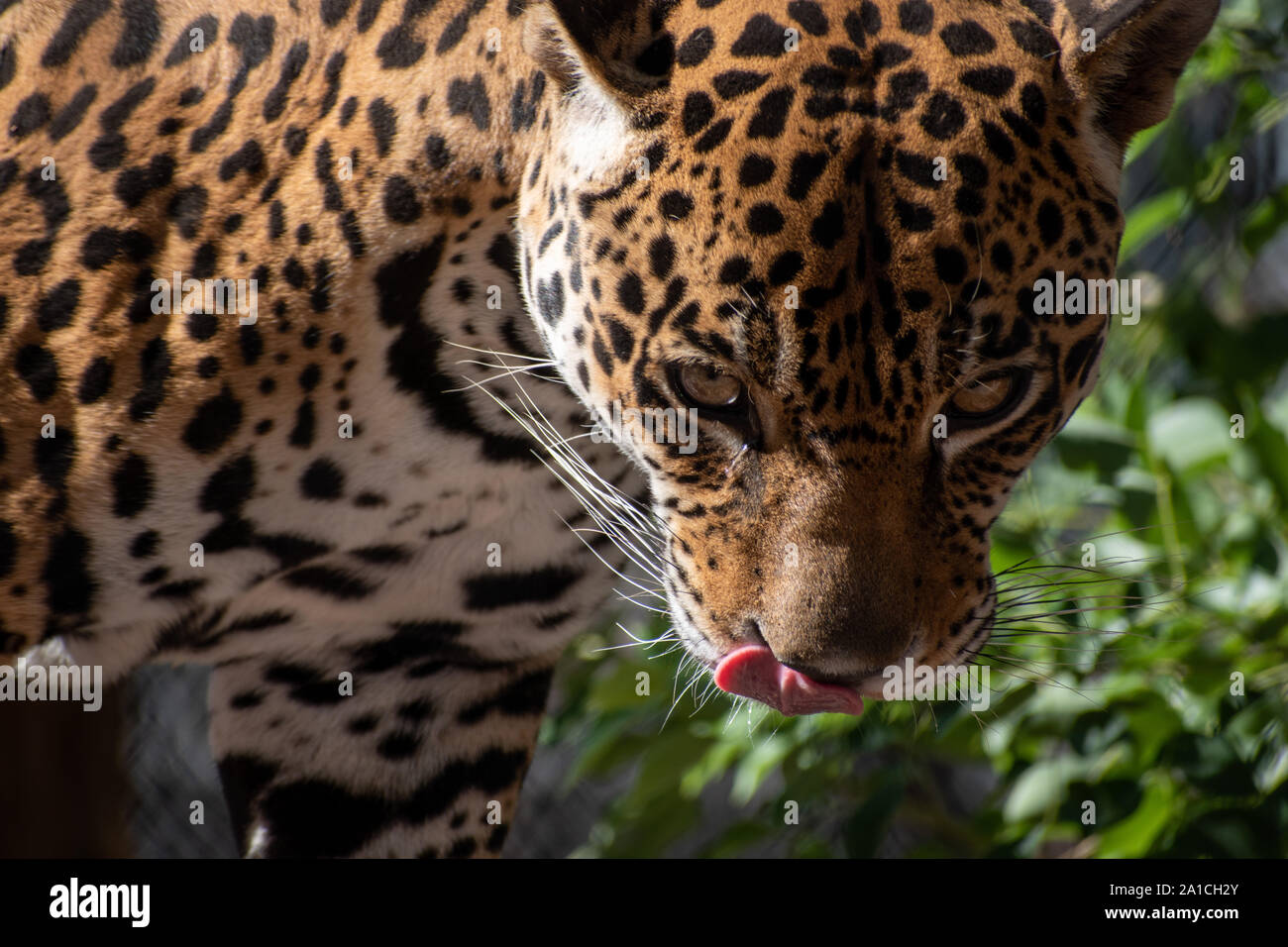 leopard face Stock Photo