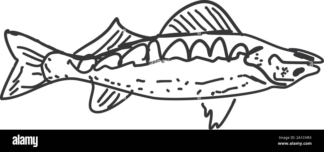 Fish drawing, illustration, vector on white background Stock Vector ...