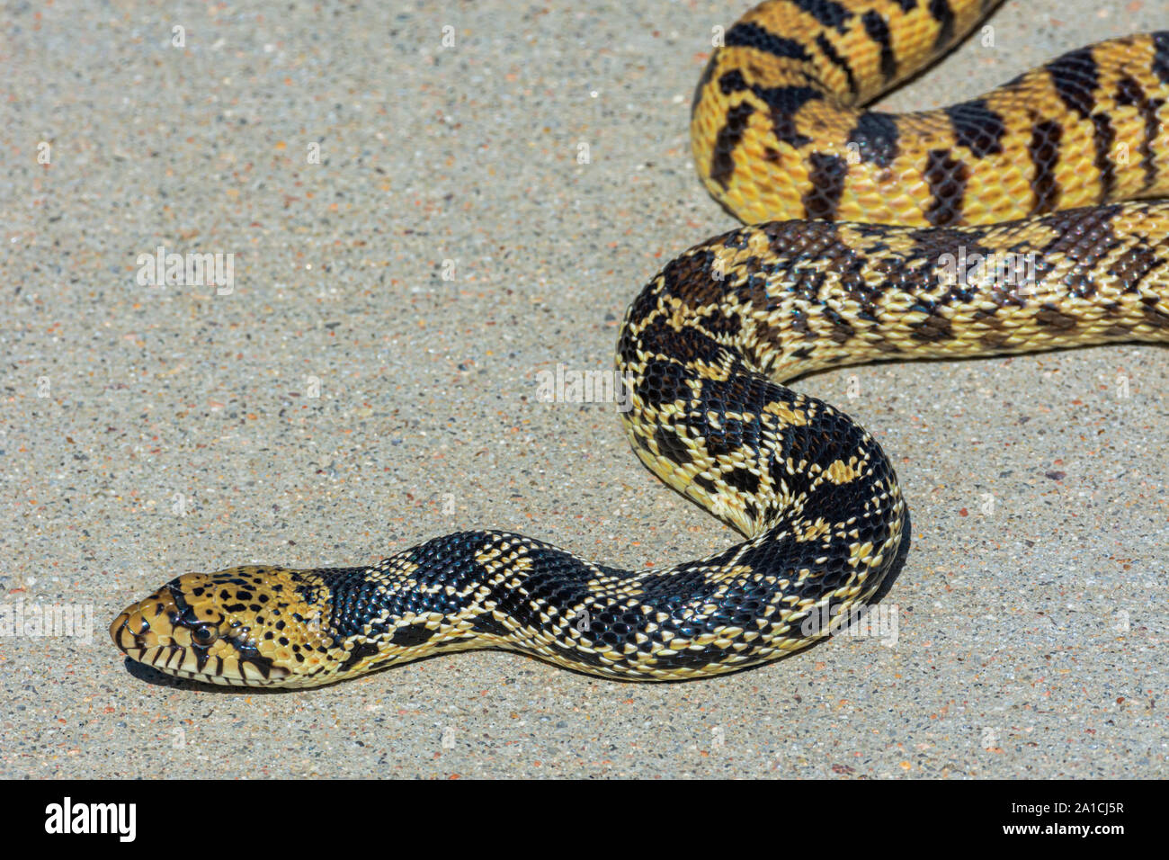 Bullsnake (Pituophis catenifer sayi), currently considered a subspecies of the look-a-like Gopher snake (Pituophis catenifer), Castle Rock CO US. Stock Photo