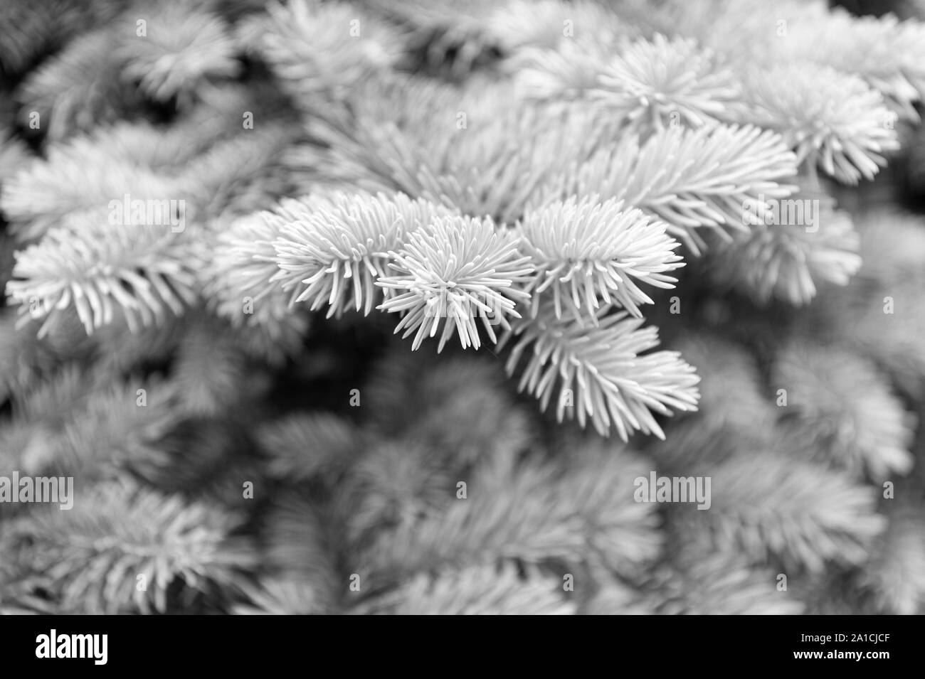 Symbolizing immortality and eternal life. Spruce or conifer plant. Spruce fir or needles on blurred natural background. Branches of pine spruce. Coniferous evergreen spruce tree. Stock Photo