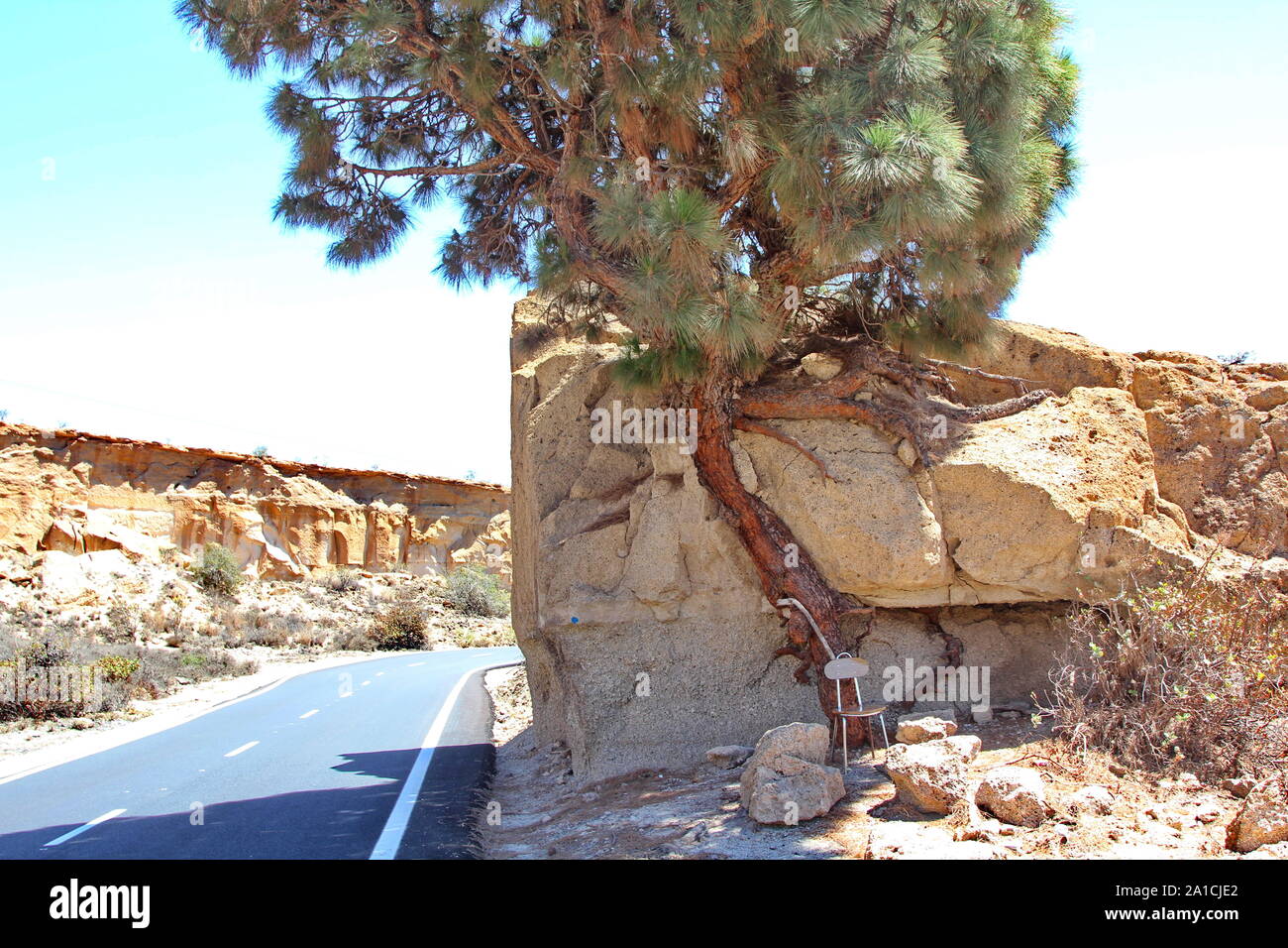 Tree root exposed, Rural drive, South side, Tenerife, Canary Islands ...