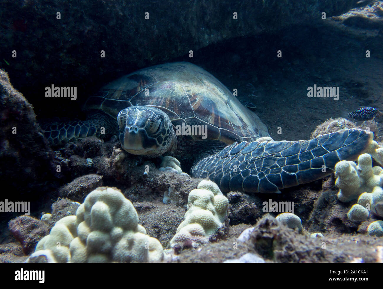 Close up Hawaiian green sea turtle resting on ocean floor. Stock Photo