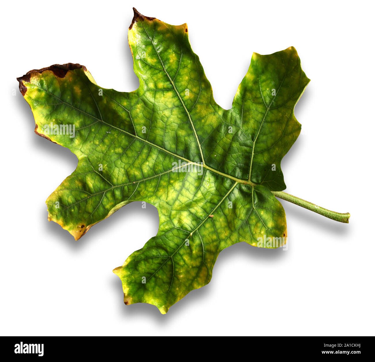 Close up of Green Leaf for background Stock Photo - Alamy