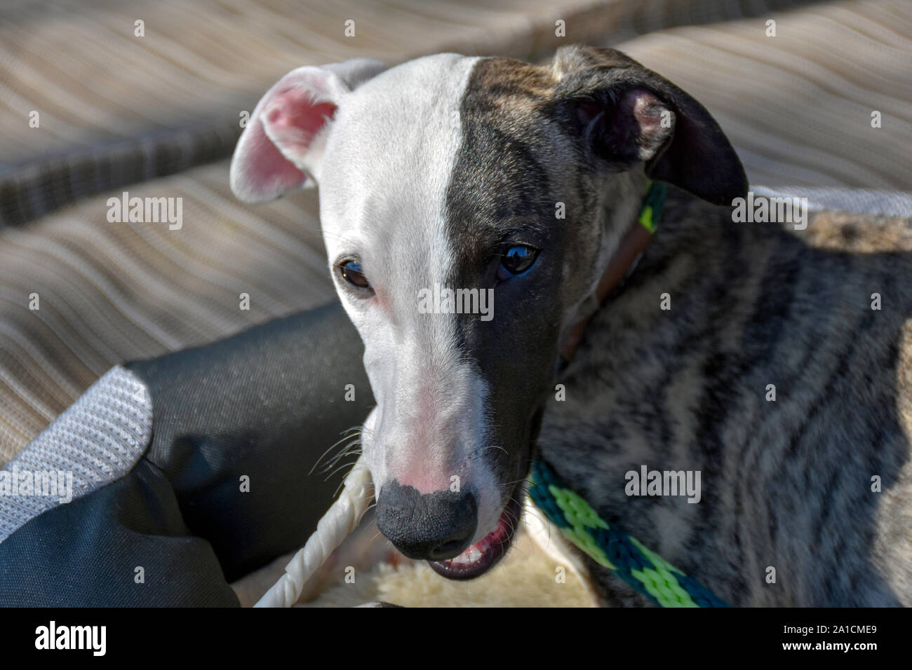 Camping in a caravan or RV is the perfect vacation for families with pets. This whippet puppy enjoys a rawhide treat while his family sets up camp. Stock Photo