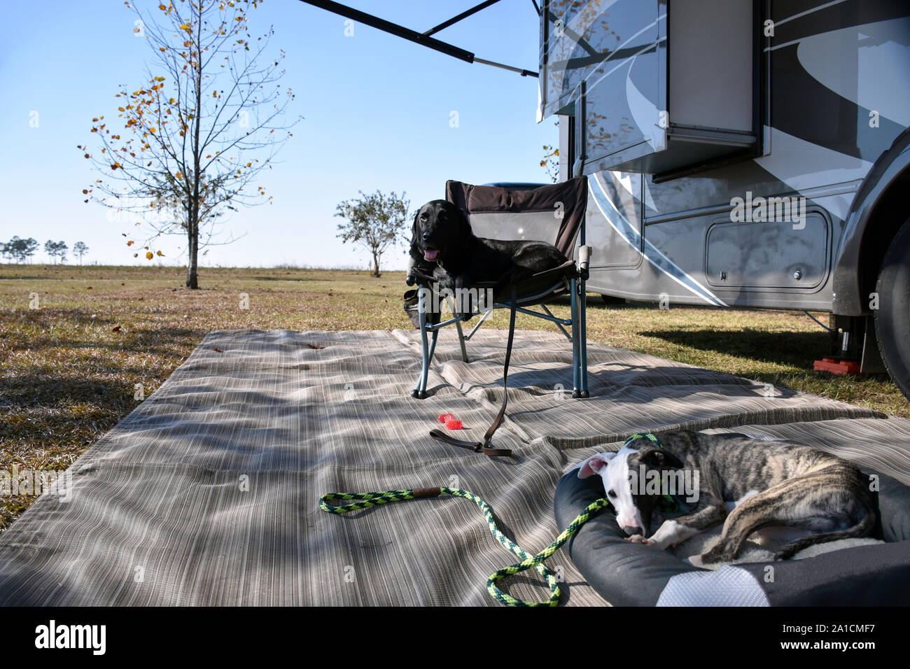 Camping in a caravan or RV is the perfect vacation for families with pets. A black lab and his whippet brother relax after a big hike. Stock Photo