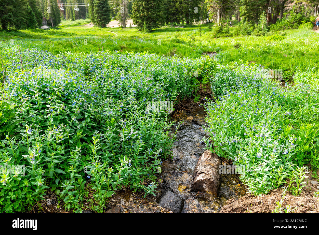 Albion Basin, Utah summer with many tall chiming bell flowers by creek river water in Wasatch mountains Stock Photo