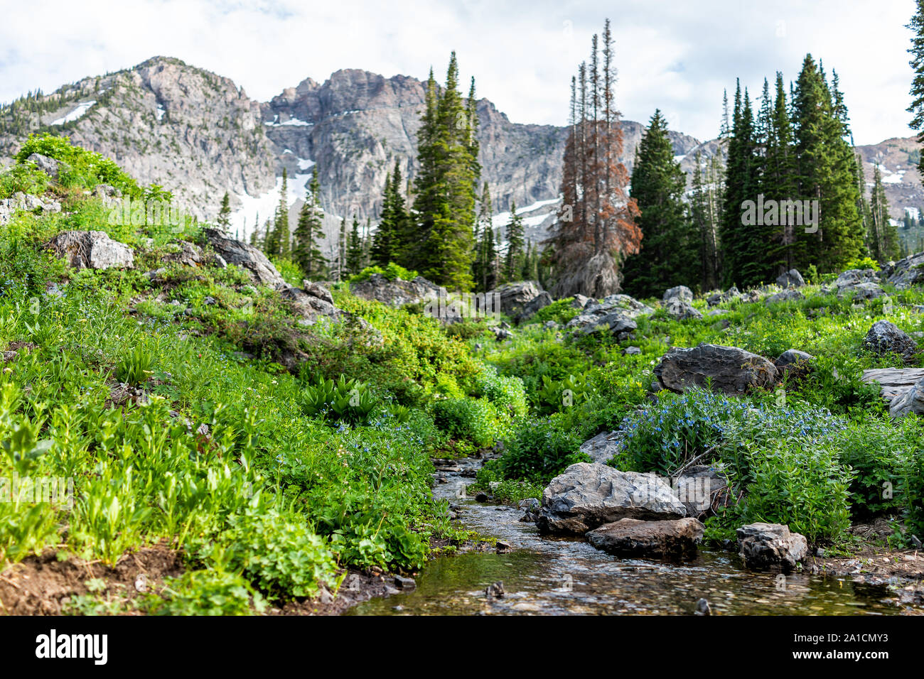 Albion Basin, Utah summer with landscape view of rocky Wasatch mountains on Cecret Lake trail hike with rocks and trees by meadow Stock Photo