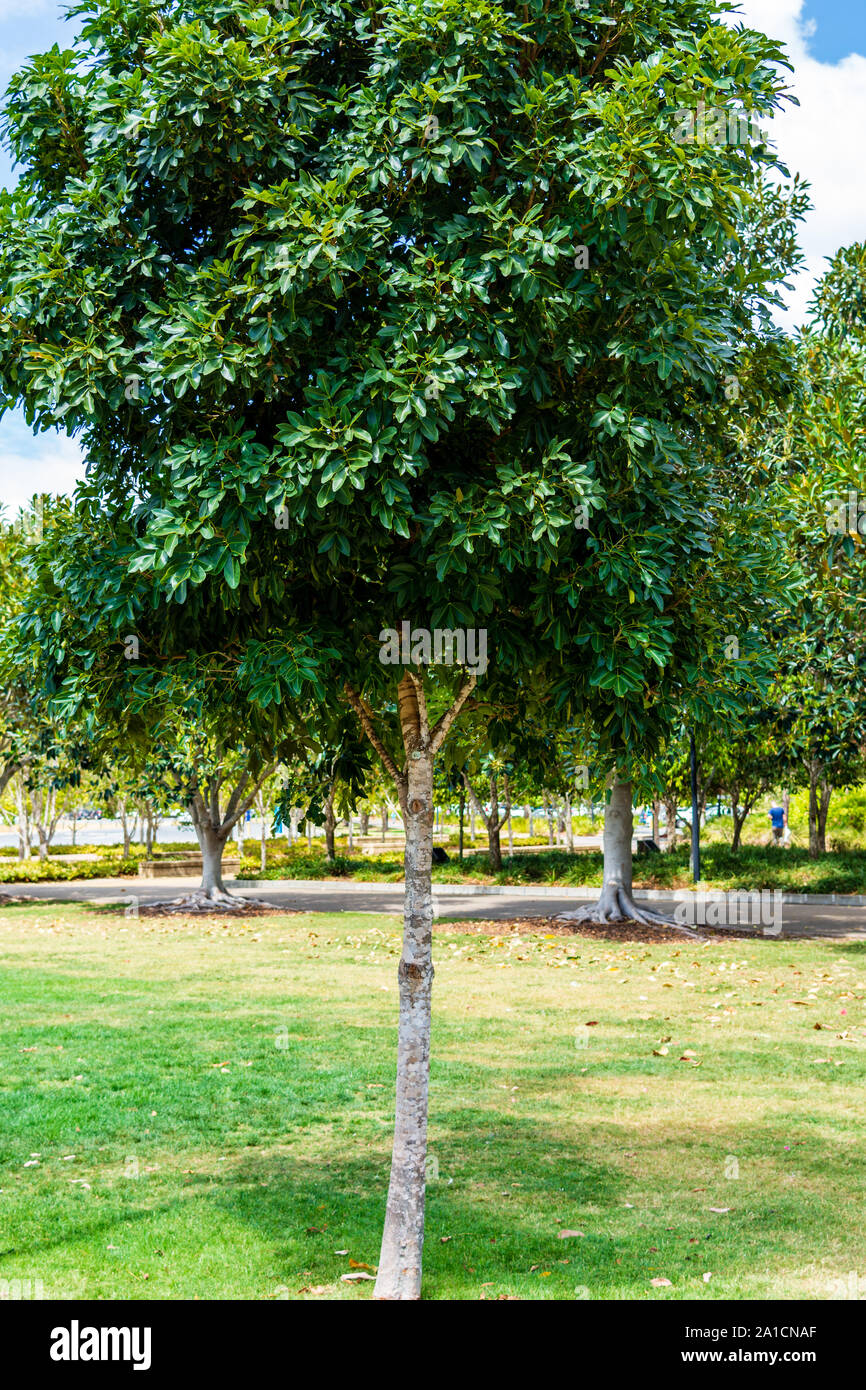 Trees in the Park on a Sunny Day in Australia Stock Photo - Alamy