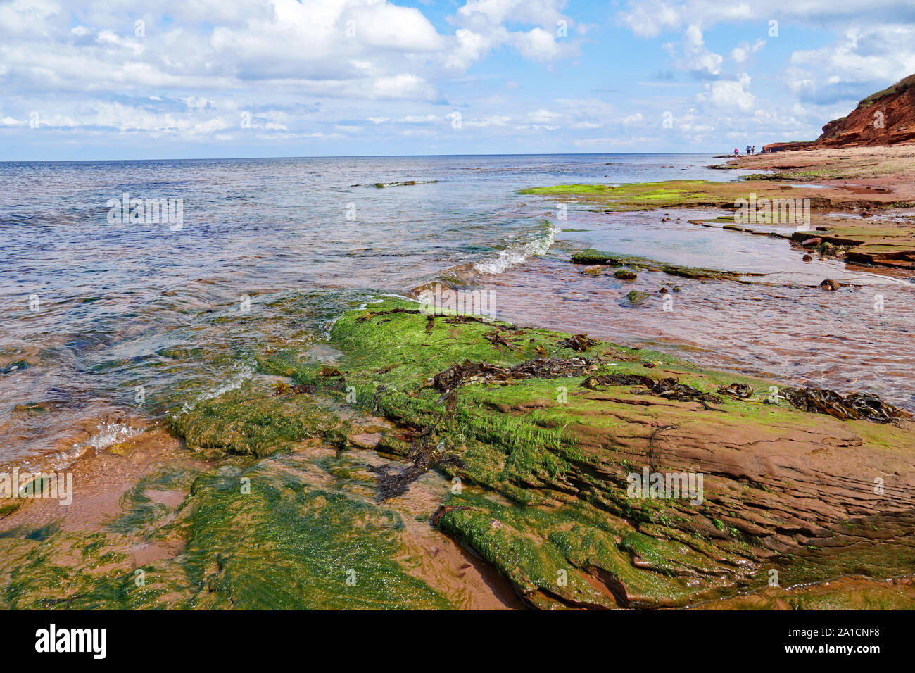 red rocks on the seashore in Prince Edward Island, with colorful algae and seaweed Stock Photo