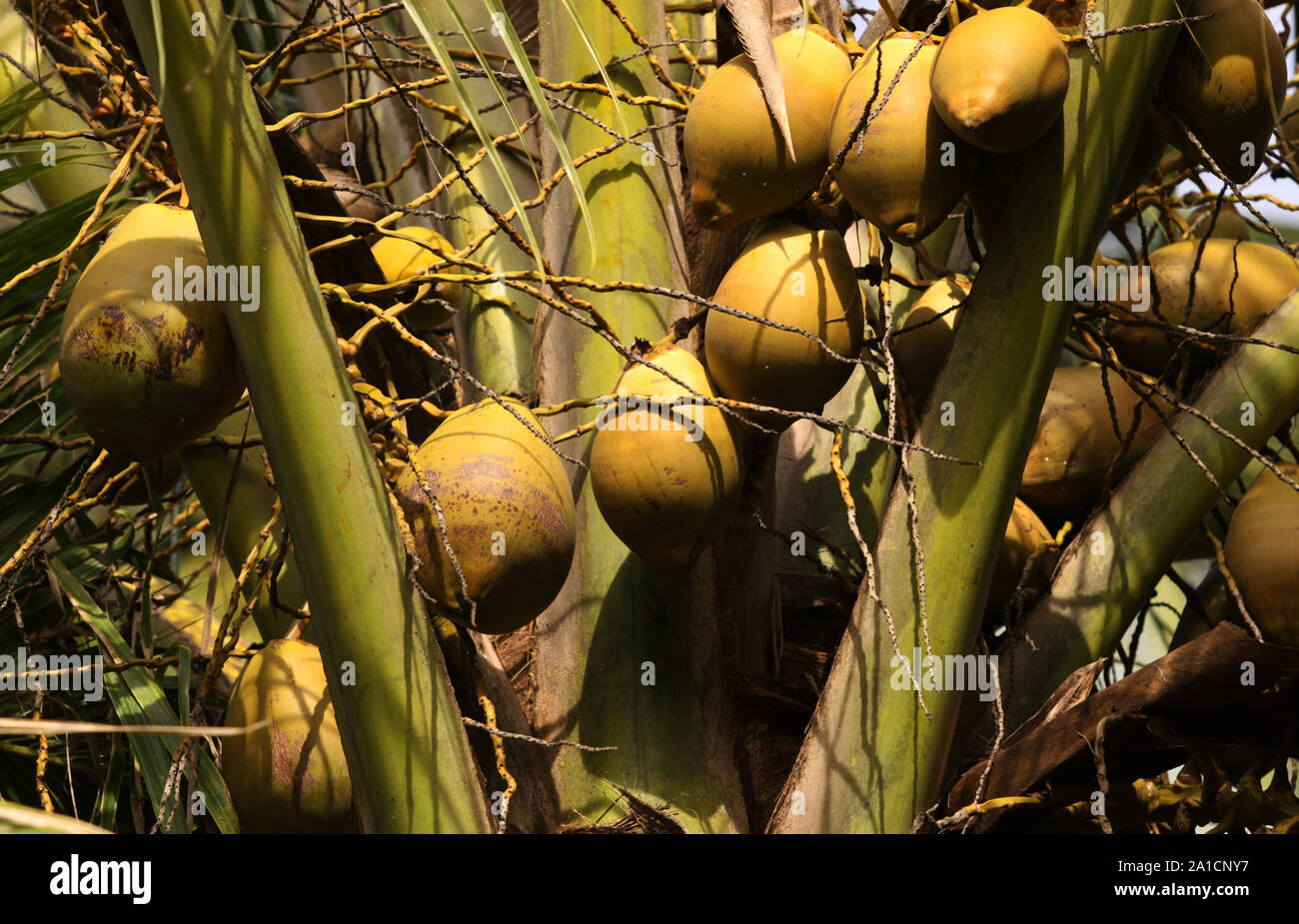 Zoomed shot of Tropical Coconut Tree top Stock Photo