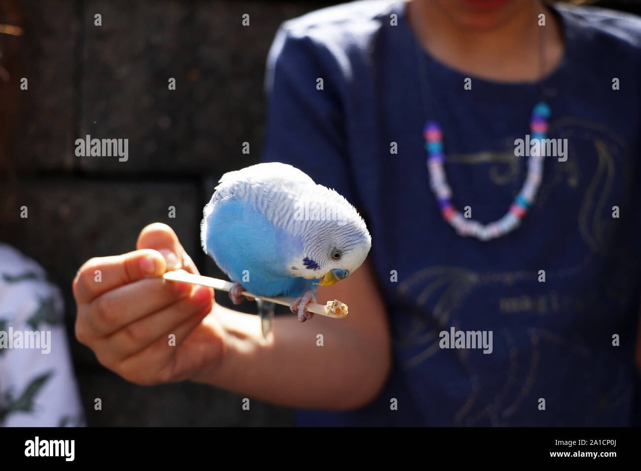 Child holding and feeding a blue budgerigar Stock Photo