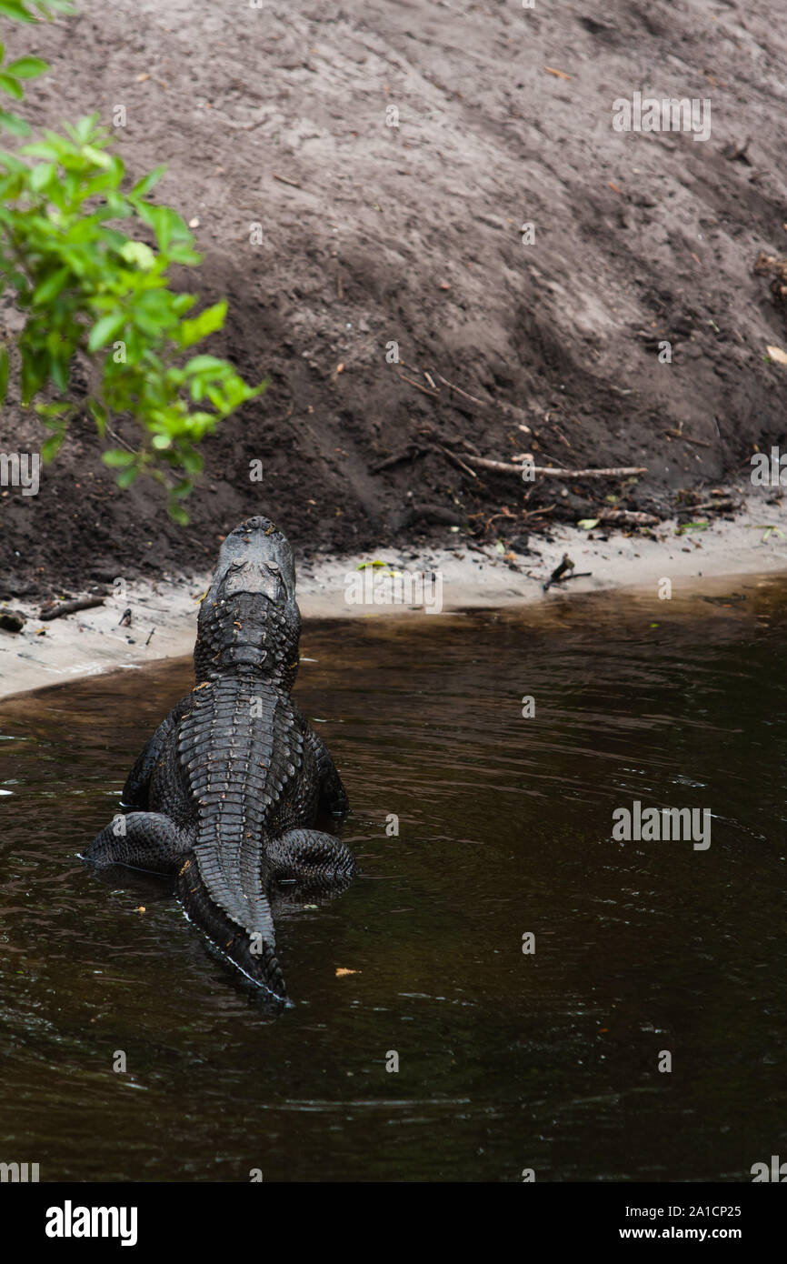 An American Alligator displaying mating posture Stock Photo - Alamy