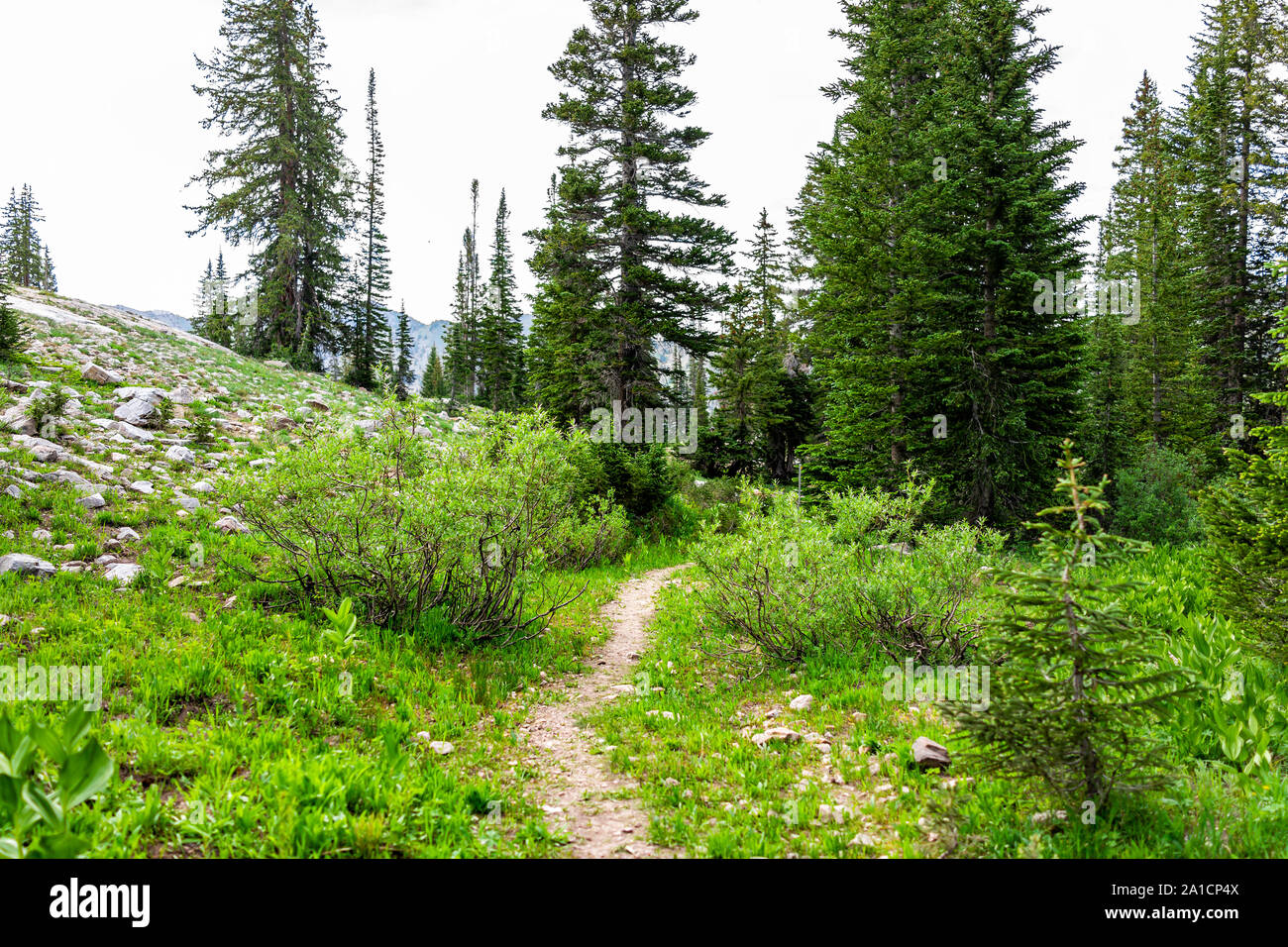 Albion Basin, Utah summer with landscape pine forest and green grass