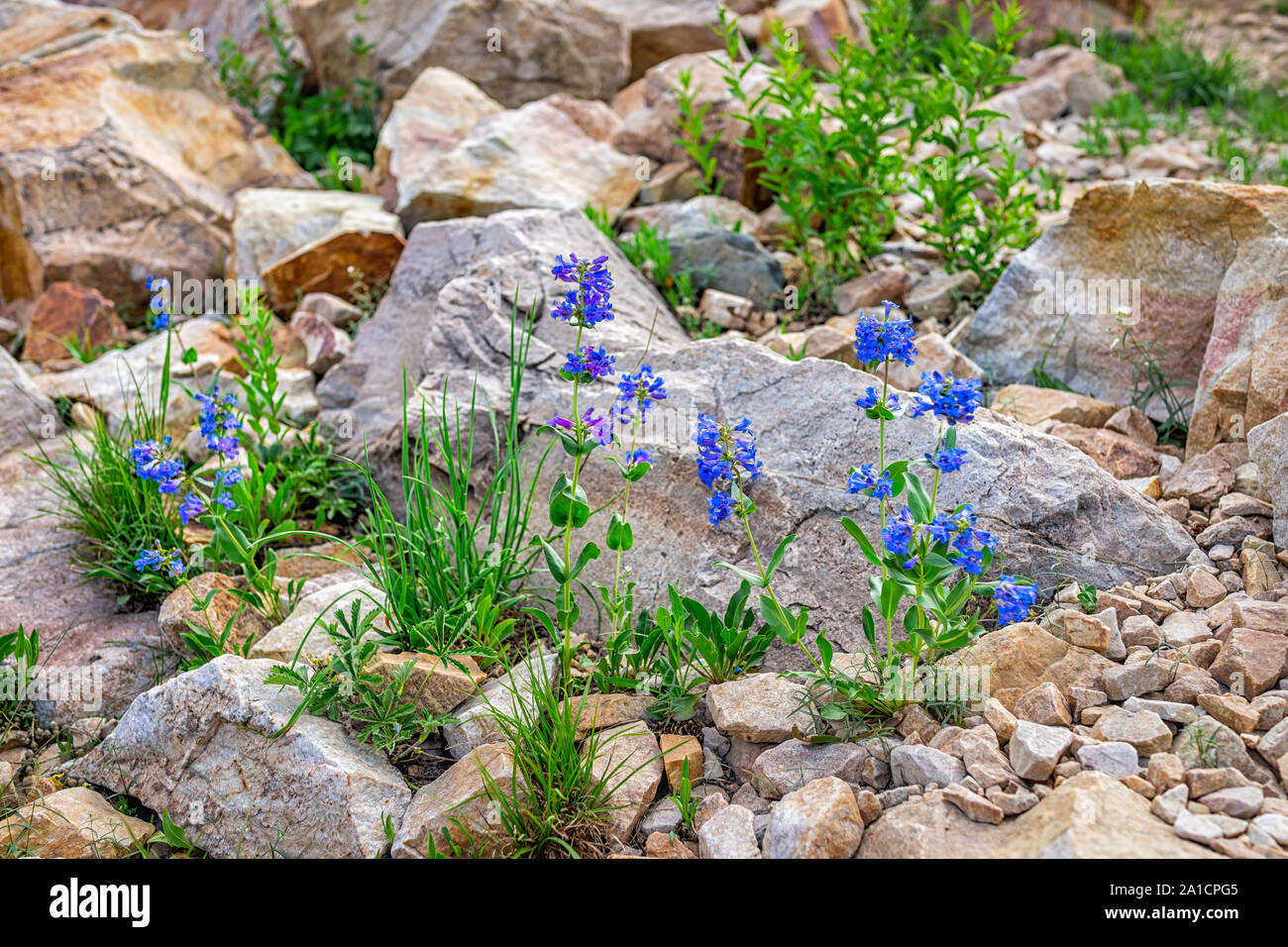 Albion Basin, Utah summer with many blue Wasatch Beardtongue Penstemon cyananthus flowers in Wasatch mountains on rocky road trail to Cecret Lake Stock Photo