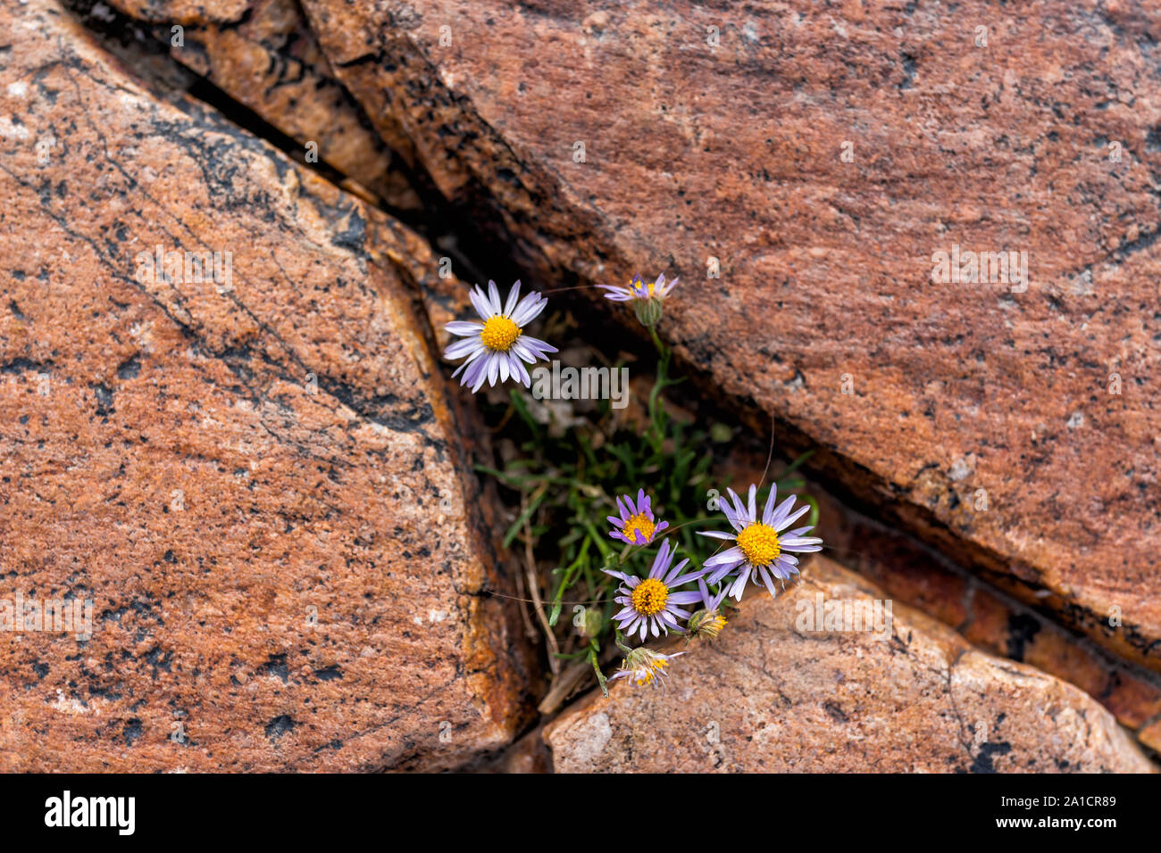 Albion Basin, Utah summer with small yellow purple alpine daisy flowers growing on rocky trail in Wasatch mountains near Cecret Lake Stock Photo