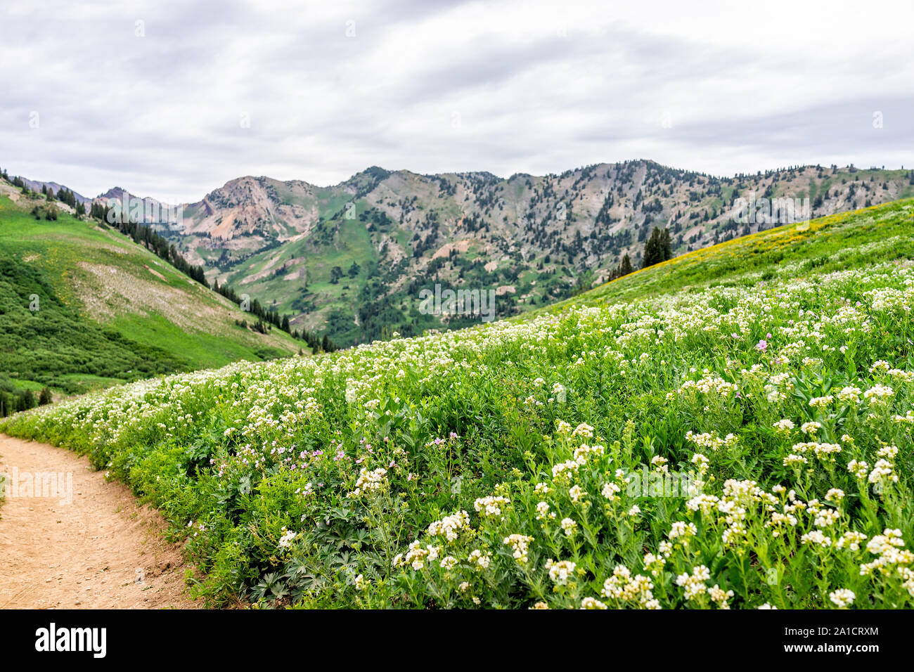 Albion Basin, Utah summer 2019 view of meadows trail in wildflowers season in Wasatch mountains with many white Jacob's ladder flowers Stock Photo