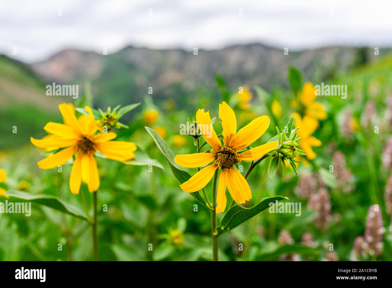Albion Basin, Utah 2019 meadows trail in wildflowers season in Wasatch mountains with closeup of many yellow Arnica sunflowers flowers Stock Photo