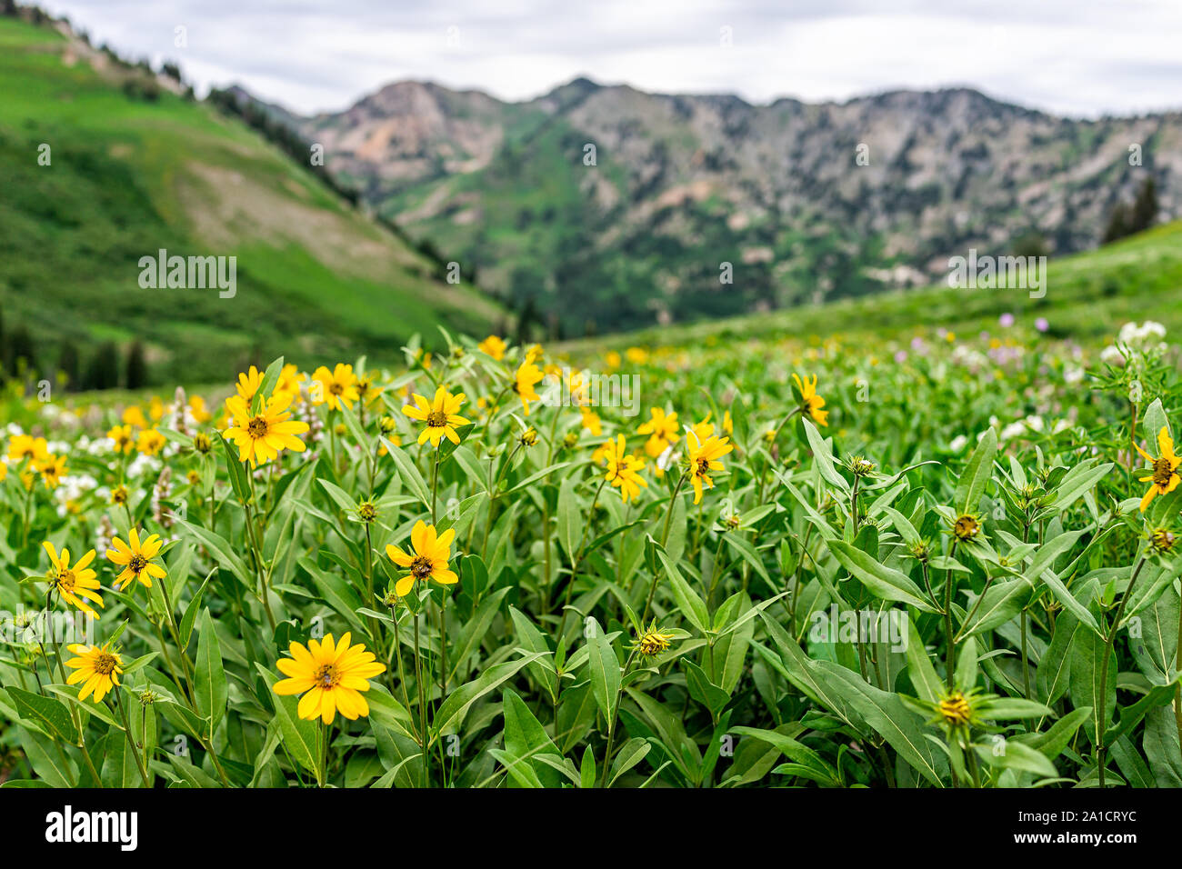 Albion Basin, Utah summer 2019 meadows trail in wildflowers season in Wasatch mountains with many yellow Arnica sunflowers flowers Stock Photo