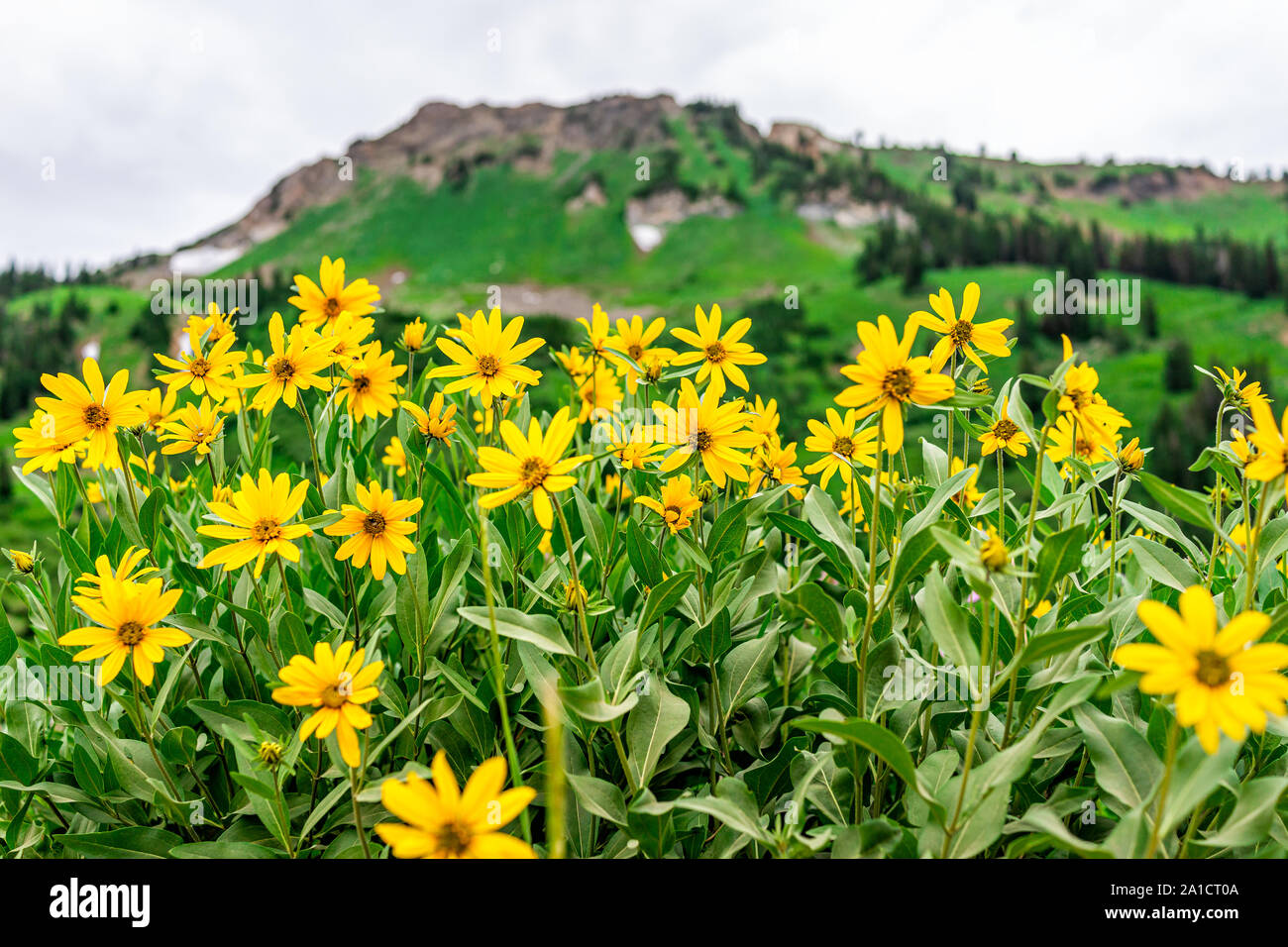 Albion Basin, Utah 2019 famous meadows trail in wildflowers season in Wasatch mountains with closeup of many yellow Arnica sunflowers flowers Stock Photo