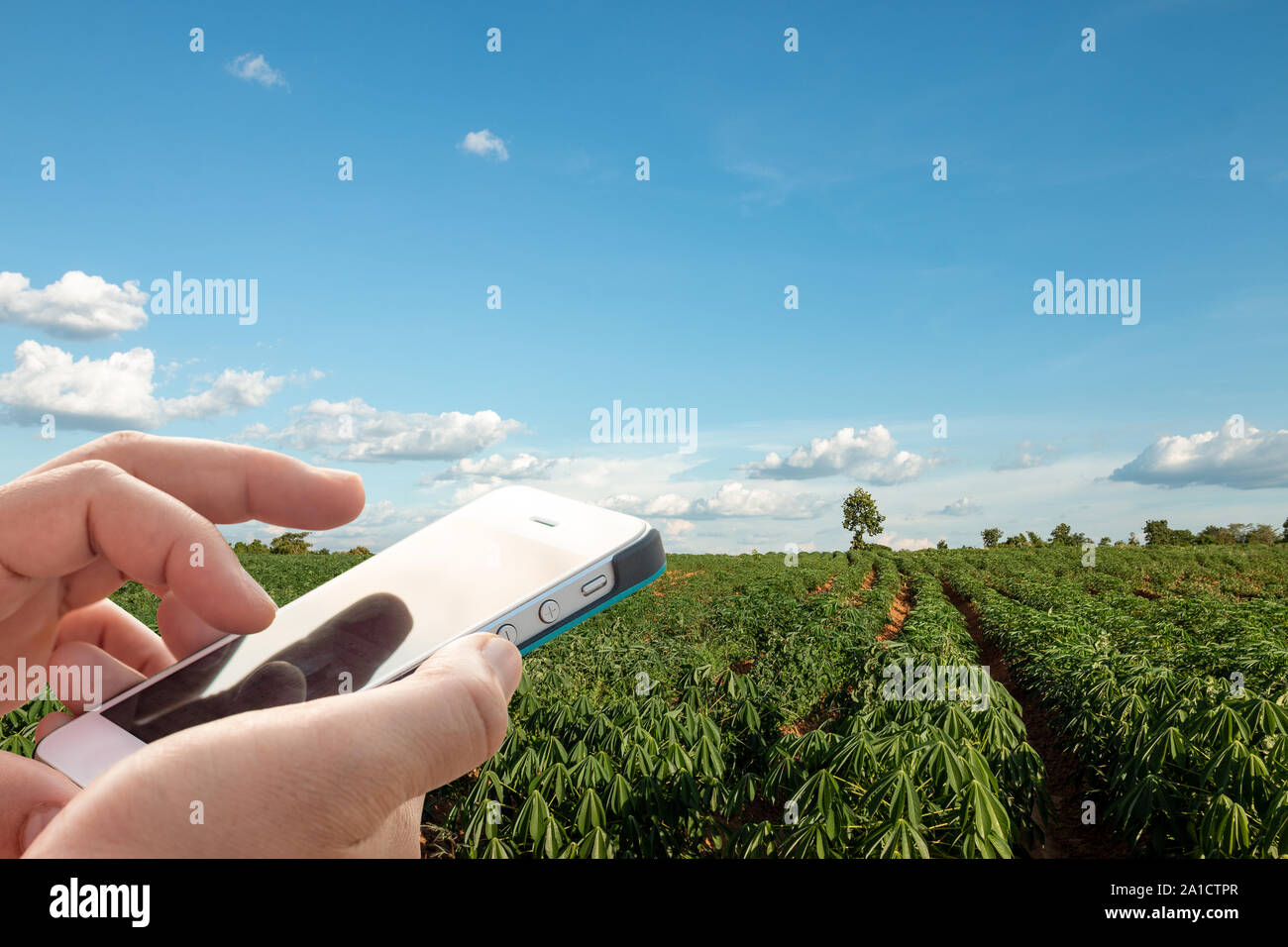 Agriculture technology concept,  Smart farming using phone Internet of things report. Stock Photo