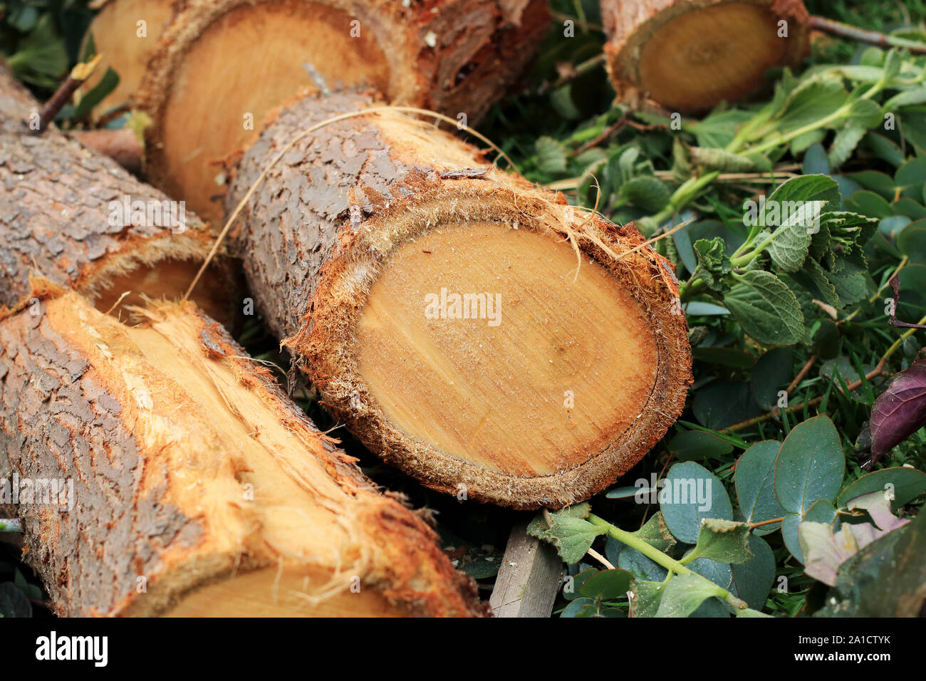 Freshly cut Eucalyptus gunni or known as Cider Gum Eucalyptus tree Stock Photo