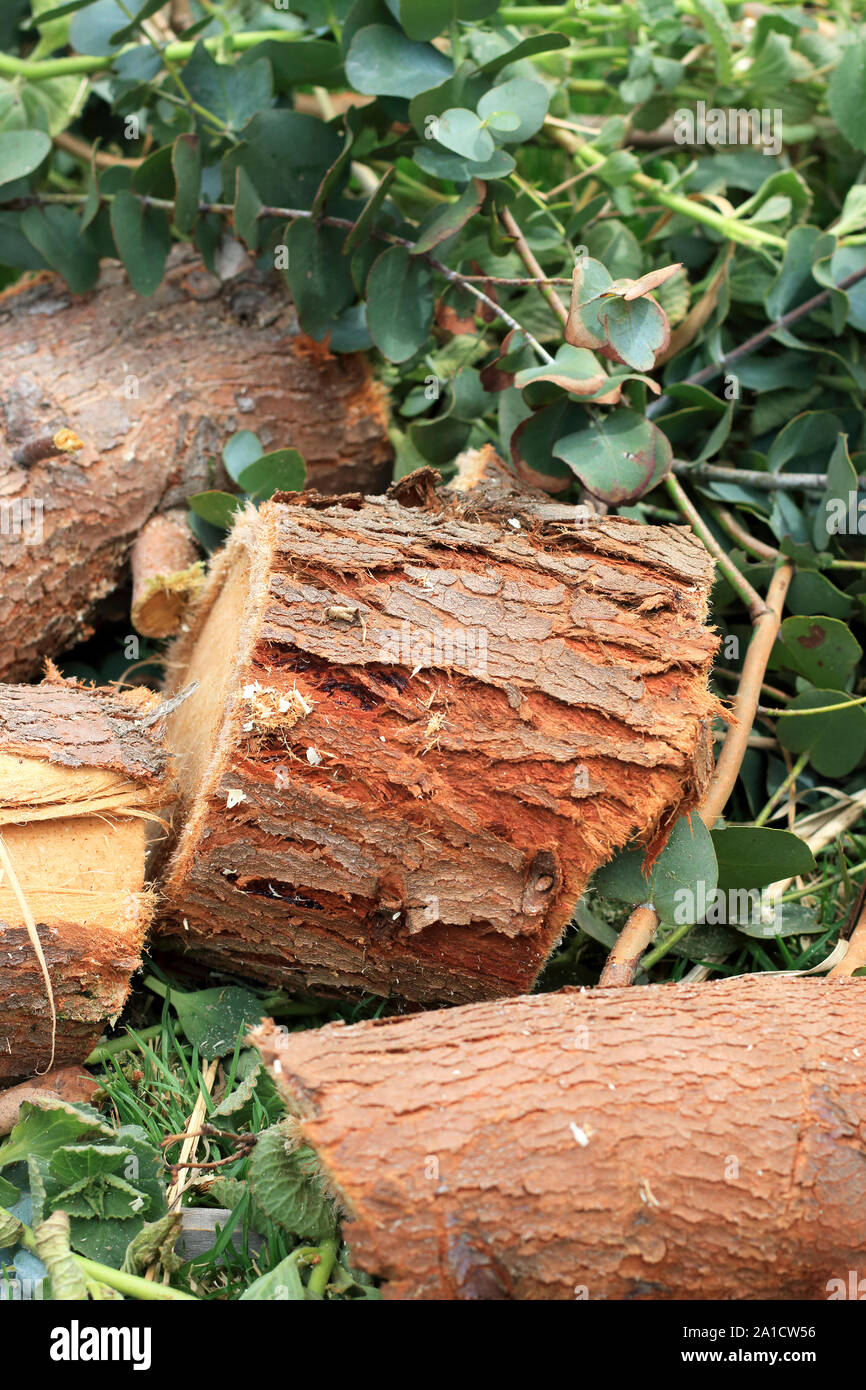 Freshly cut Eucalyptus gunni or known as Cider Gum Eucalyptus tree