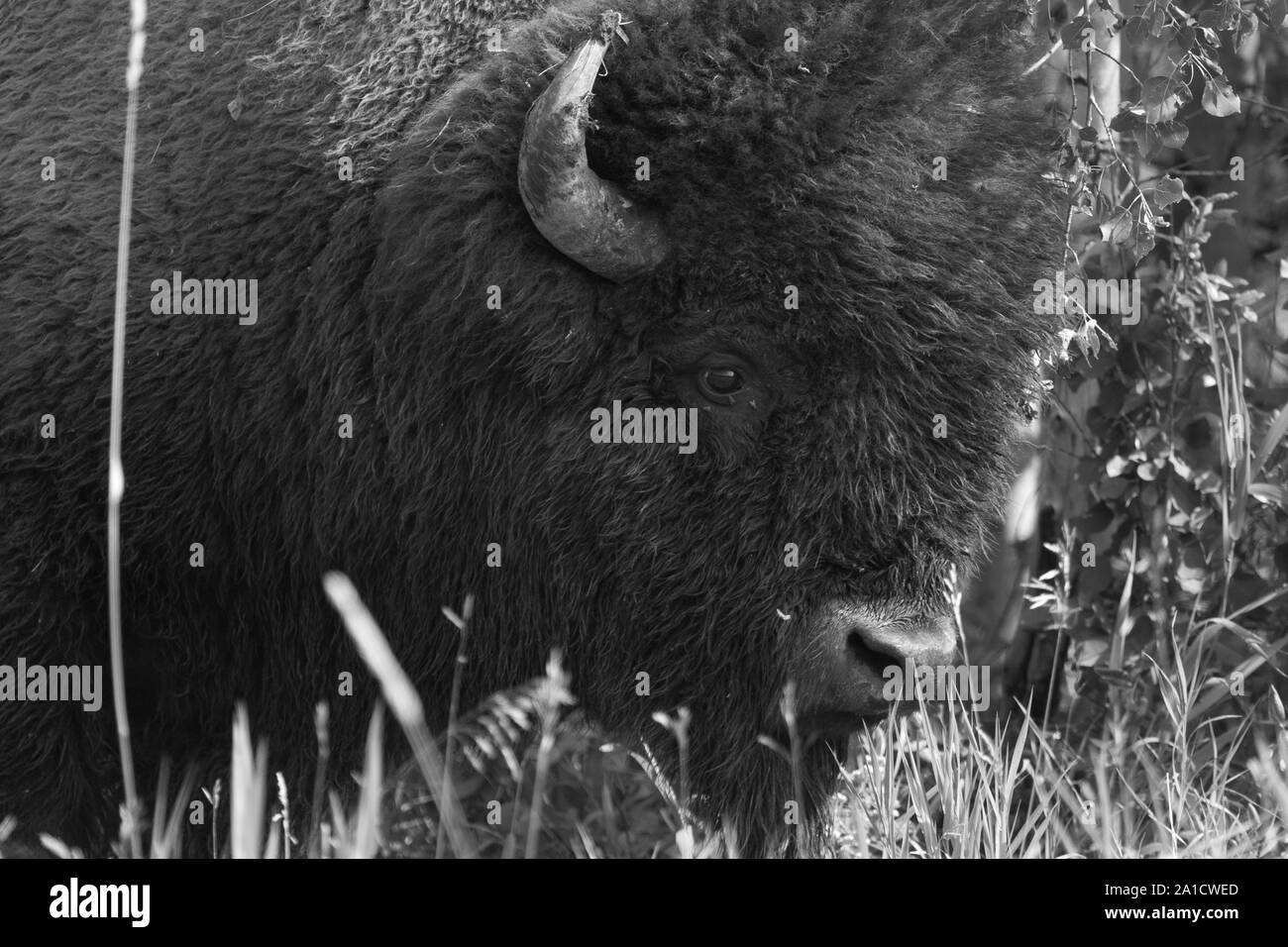 Cloae up Black and White Stock Photos & Images - Alamy