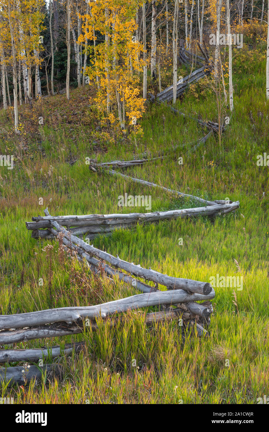 Aspens and fence in autumn, County Road 9, Sneffels Range, San Juan Mountains, Colorado Stock Photo