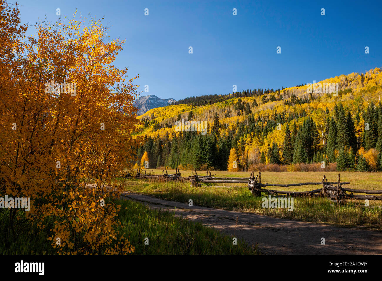 Aspens and fence in autumn, County Road 9, Sneffels Range, San Juan Mountains, Colorado Stock Photo