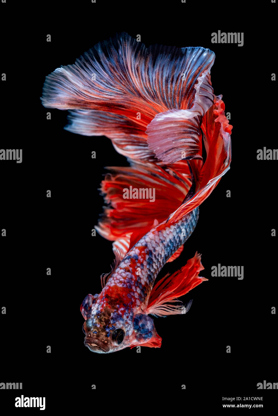 Betta fish Fight in the aquarium black blackground Stock Photo - Alamy