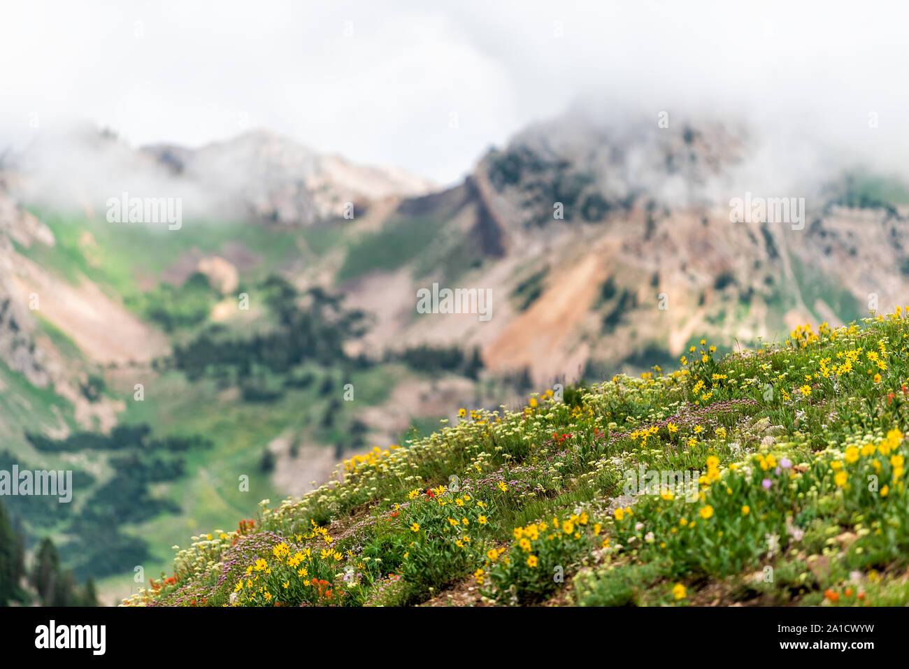 Albion Basin, Utah beautiful summer hill in 2019 in Wasatch mountains with yellow sunflowers wildflowers in meadow and background of mist fog Stock Photo