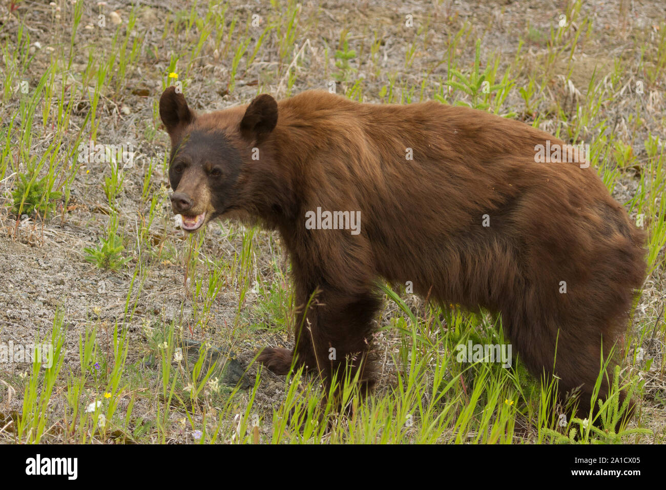 Cinnamon Black Bear , Alaska Highway Stock Photo Alamy