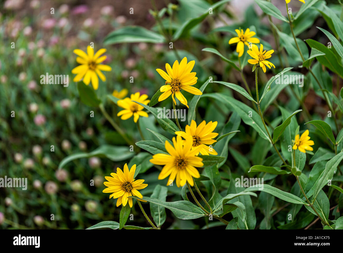 Albion Basin, Utah summer 2019 during wildflowers season in Wasatch mountains with closeup of many yellow Arnica sunflowers flowers Stock Photo