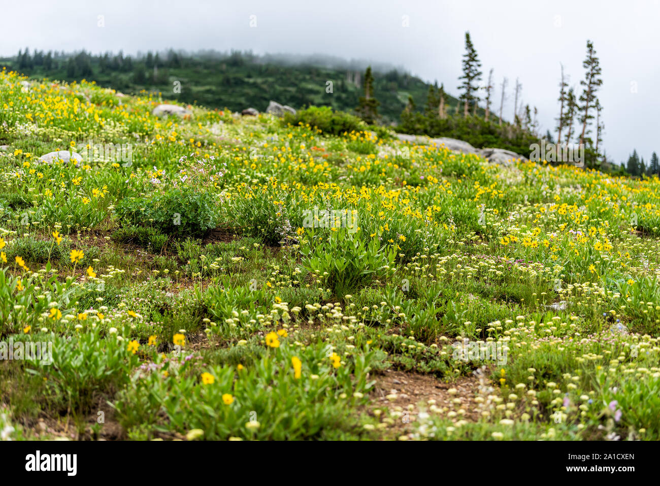 Albion Basin, Utah 2019 during wildflowers season in Wasatch mountains with mist fog and meadow hill of many yellow Arnica sunflowers flowers Stock Photo
