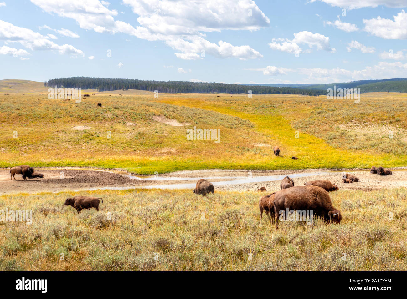 Herd Of Bisons Grazing At Hayden Valley In Yellowstone National Park herd-of-bisons-grazing-at-hayden-valley-in-yellowstone-national-park
