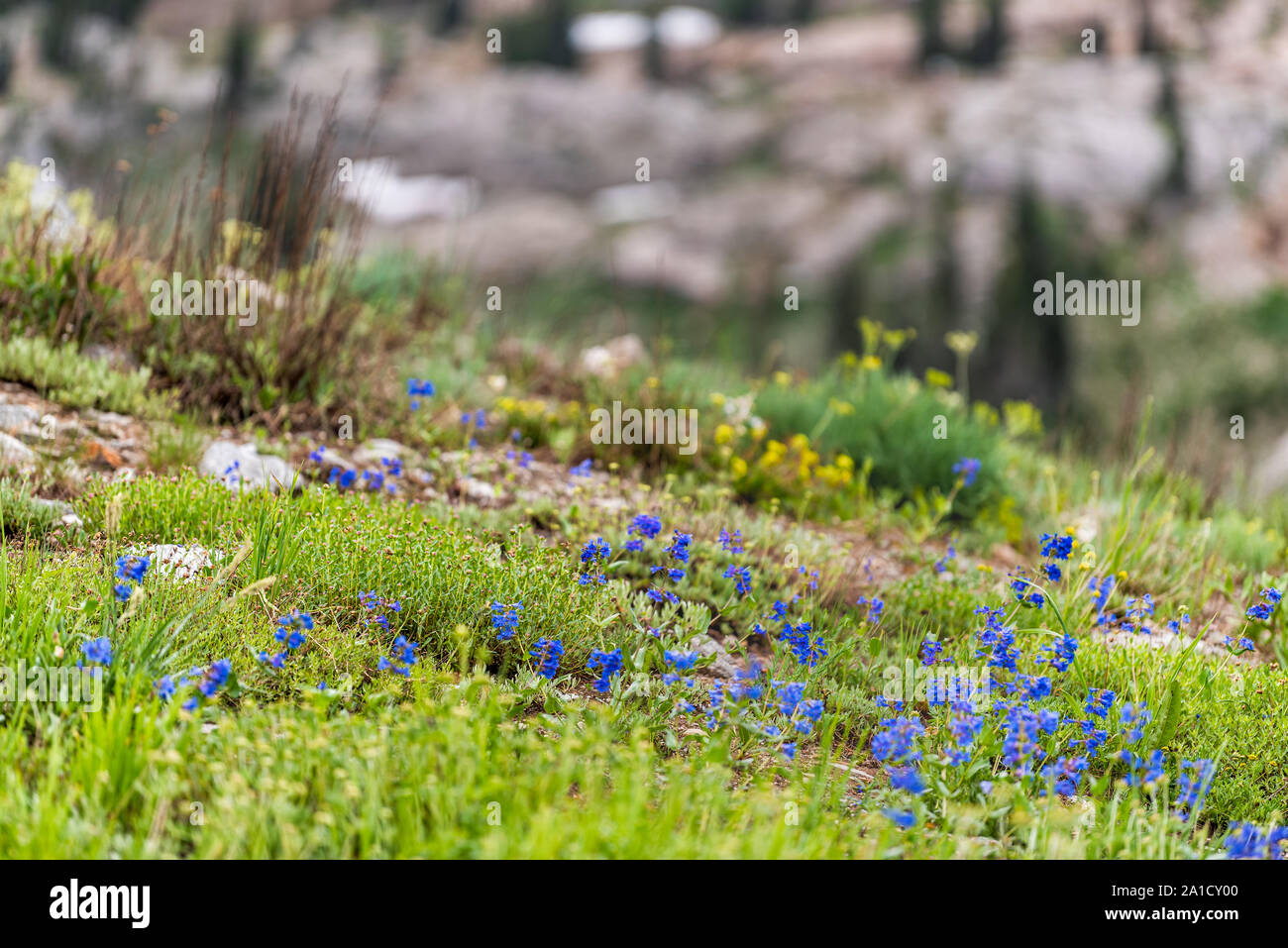 Albion Basin, Utah summer morning with many blue Wasatch Beardtongue Penstemon cyananthus flowers in Wasatch mountains on meadow Stock Photo